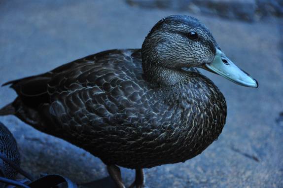 O pato interesseiro que tentou ficar nosso piquenique